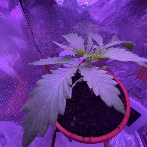 Sensi Skunk growlog timeline photo
