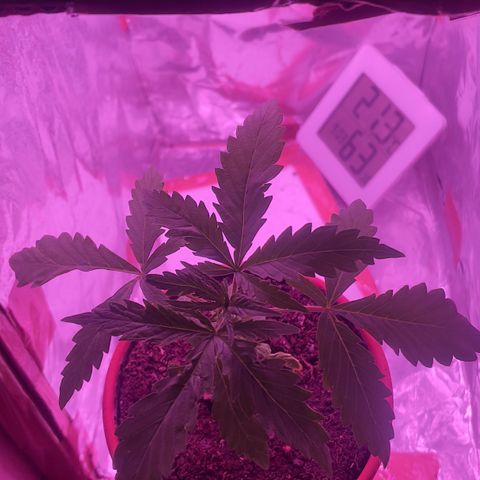 Sensi Skunk growlog timeline photo