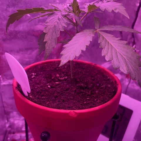 Sensi Skunk growlog timeline photo