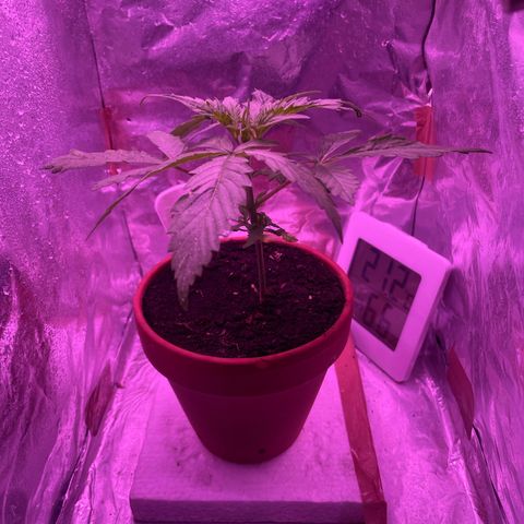 Sensi Skunk growlog timeline photo