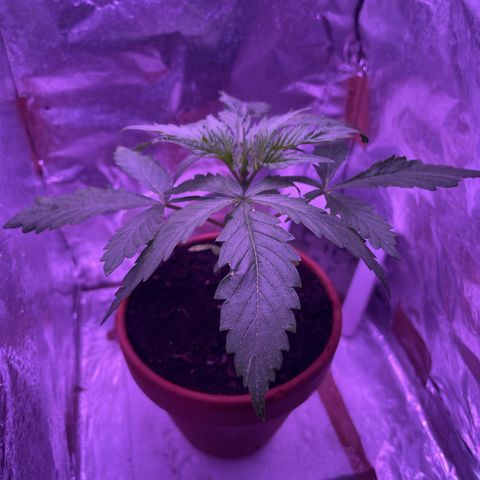 Sensi Skunk growlog timeline photo