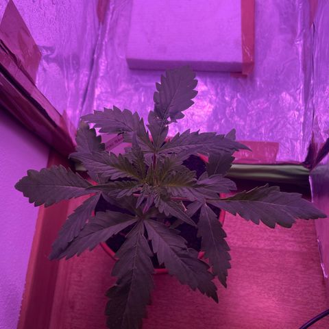 Sensi Skunk growlog timeline photo