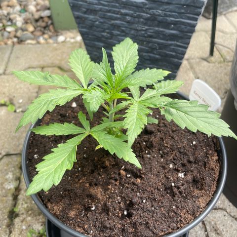 Sensi Skunk growlog timeline photo