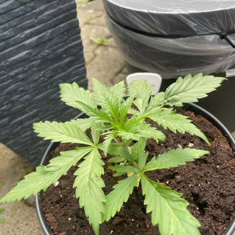 Sensi Skunk growlog timeline photo