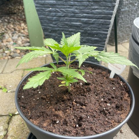 Sensi Skunk growlog timeline photo