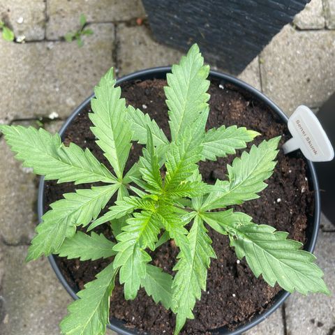 Sensi Skunk growlog timeline photo