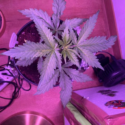 Sensi Skunk growlog timeline photo