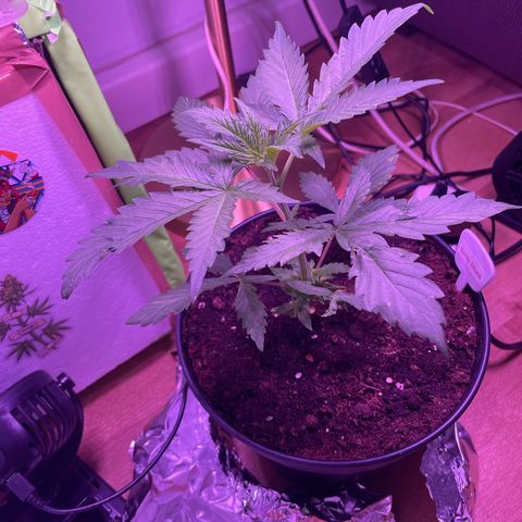 Sensi Skunk growlog timeline photo