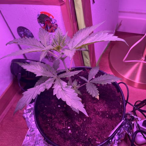 Sensi Skunk growlog timeline photo