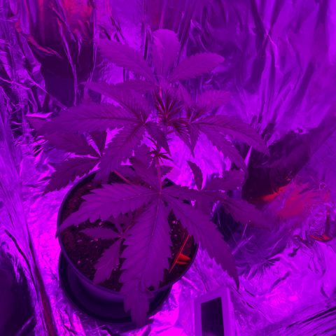 Sensi Skunk growlog timeline photo