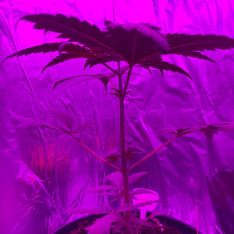 Sensi Skunk growlog timeline photo