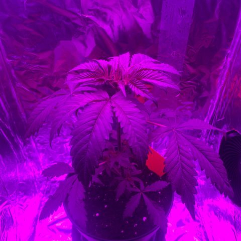 Sensi Skunk growlog timeline photo