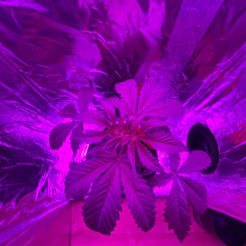 Sensi Skunk growlog timeline photo