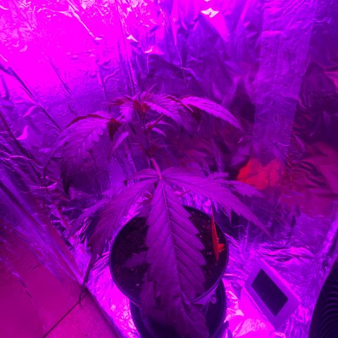 Sensi Skunk growlog timeline photo