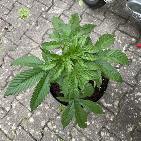 Sensi Skunk growlog timeline photo