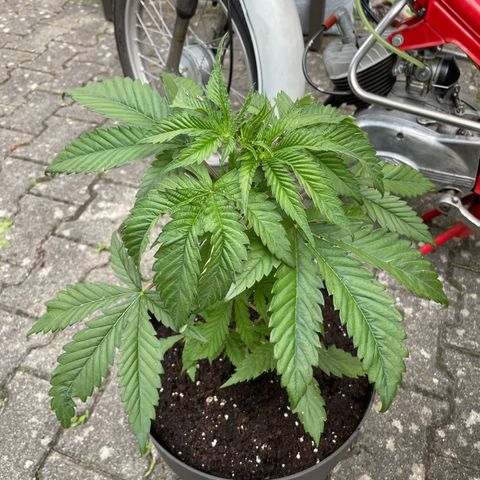 Sensi Skunk growlog timeline photo