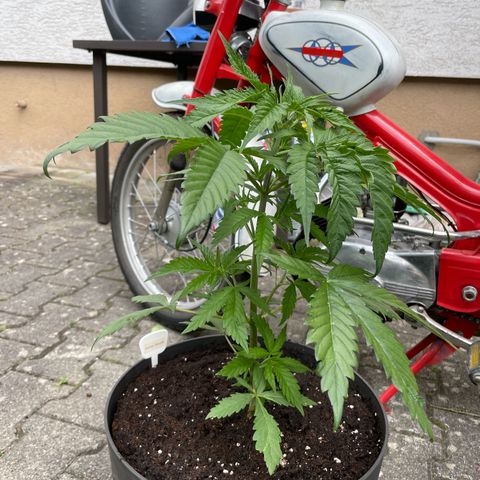 Sensi Skunk growlog timeline photo