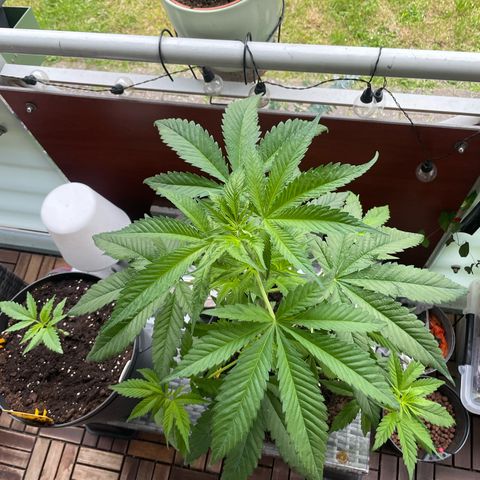 Sensi Skunk growlog timeline photo