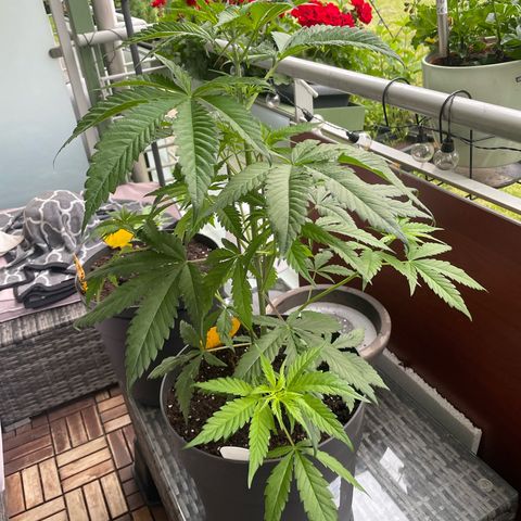 Sensi Skunk growlog timeline photo