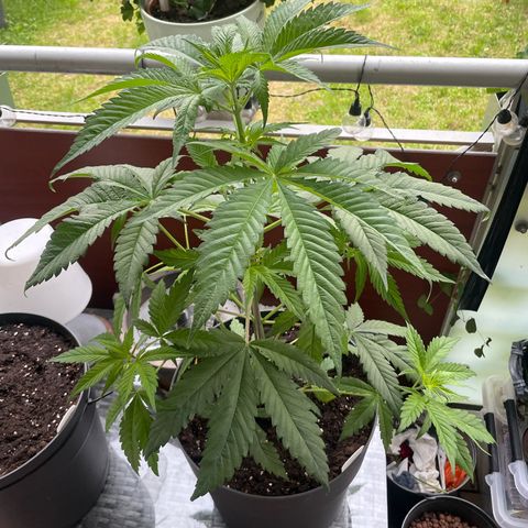Sensi Skunk growlog timeline photo