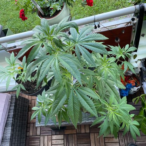Sensi Skunk growlog timeline photo