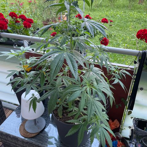 Sensi Skunk growlog timeline photo