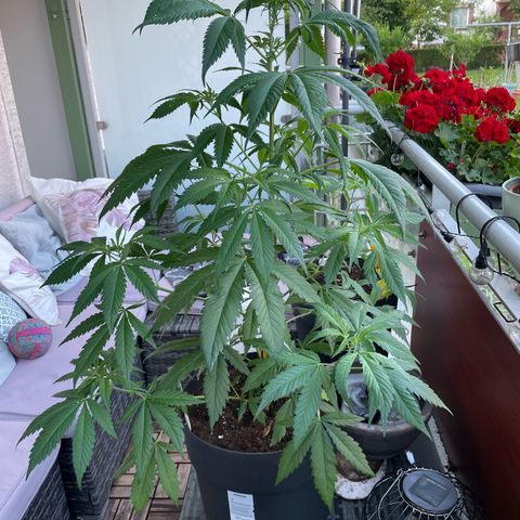 Sensi Skunk growlog timeline photo
