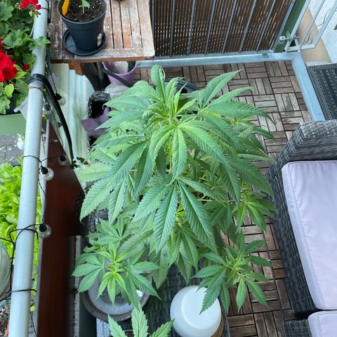 Sensi Skunk growlog timeline photo