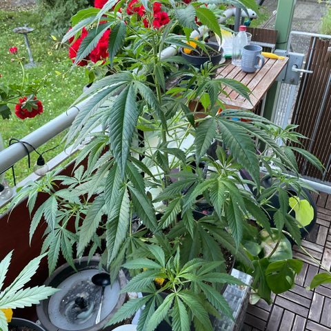 Sensi Skunk growlog timeline photo