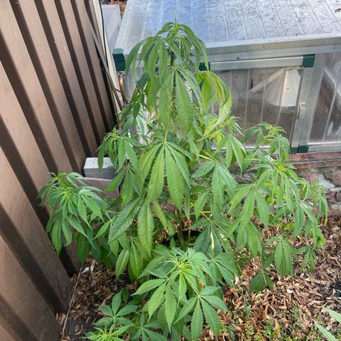 Sensi Skunk growlog timeline photo