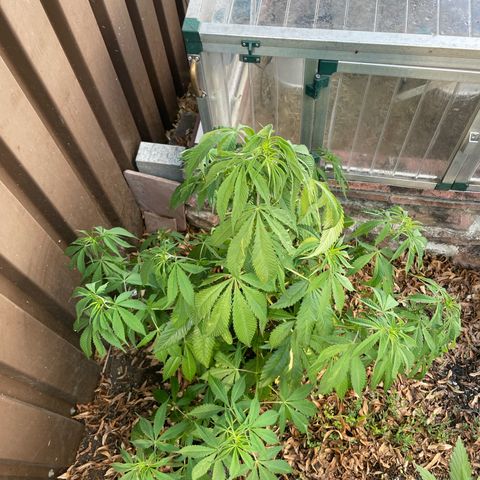 Sensi Skunk growlog timeline photo