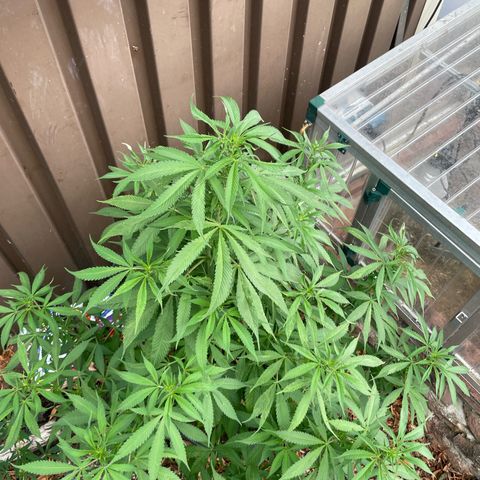 Sensi Skunk growlog timeline photo