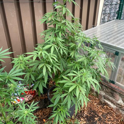 Sensi Skunk growlog timeline photo