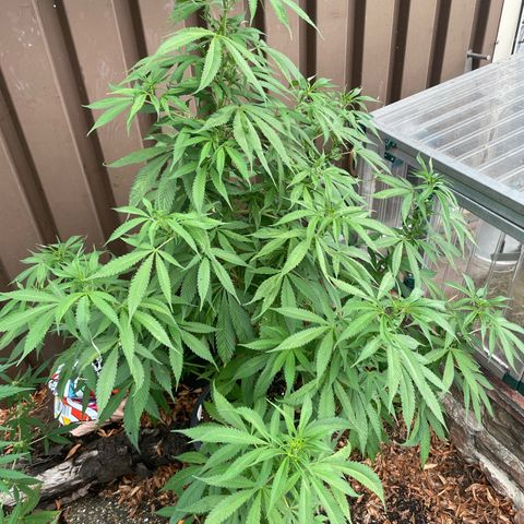 Sensi Skunk growlog timeline photo