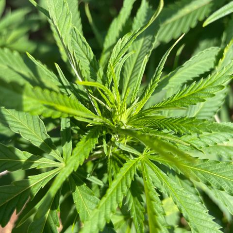 Sensi Skunk growlog timeline photo