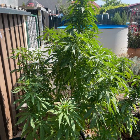 Sensi Skunk growlog timeline photo