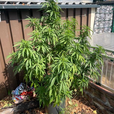 Sensi Skunk growlog timeline photo