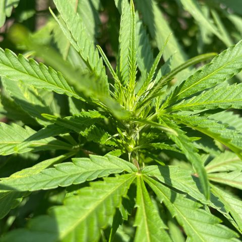 Sensi Skunk growlog timeline photo