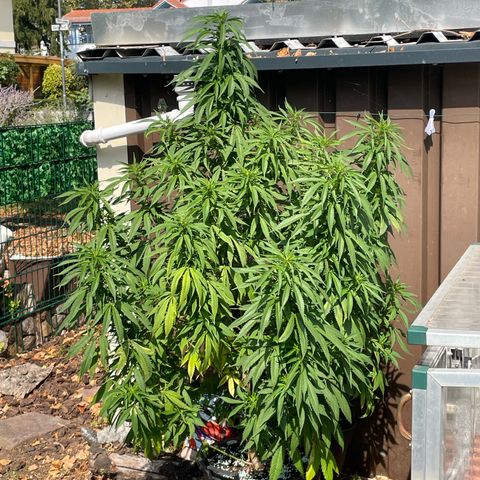 Sensi Skunk growlog timeline photo