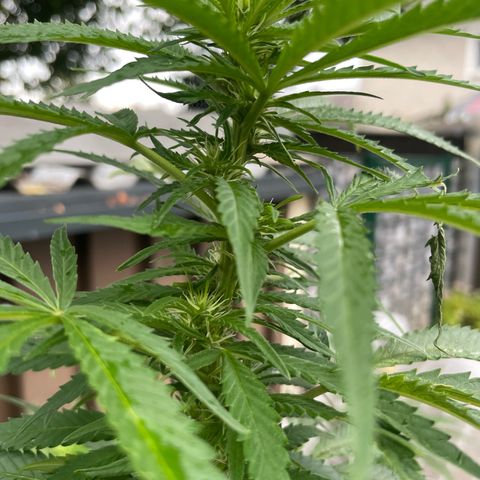 Sensi Skunk growlog timeline photo