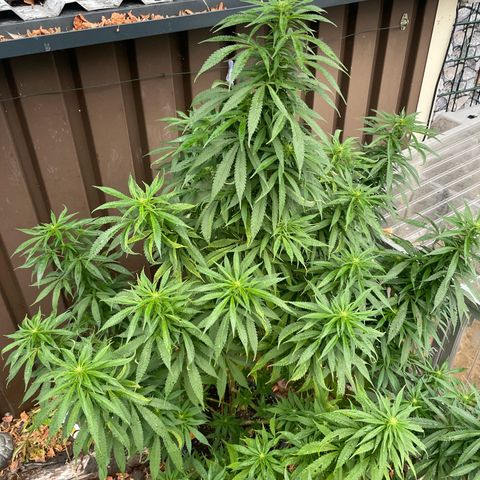 Sensi Skunk growlog timeline photo