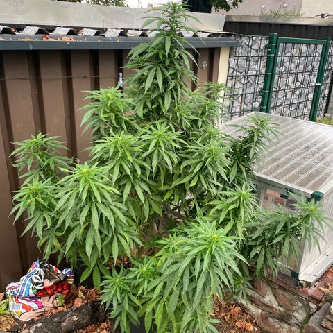 Sensi Skunk growlog timeline photo