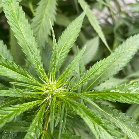 Sensi Skunk growlog timeline photo