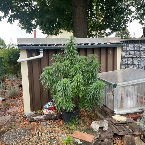 Sensi Skunk growlog timeline photo