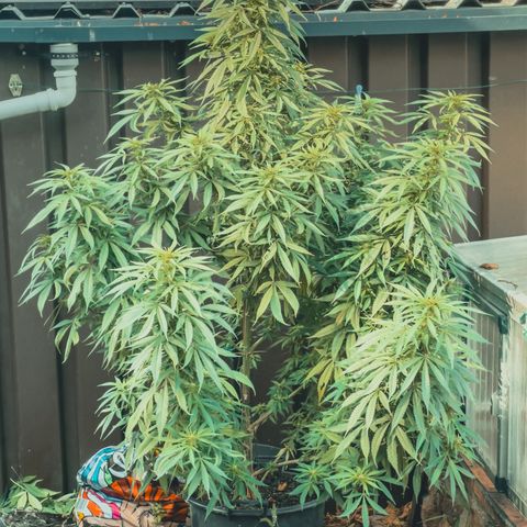 Sensi Skunk growlog timeline photo