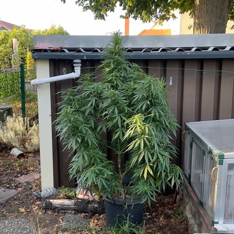 Sensi Skunk growlog timeline photo