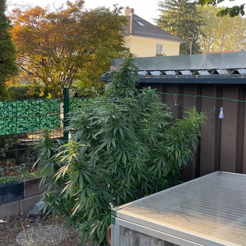 Sensi Skunk growlog timeline photo