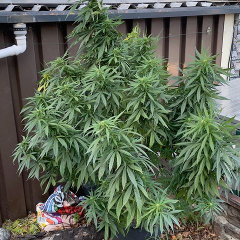 Sensi Skunk growlog timeline photo