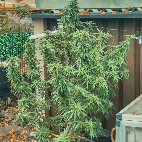 Sensi Skunk growlog timeline photo