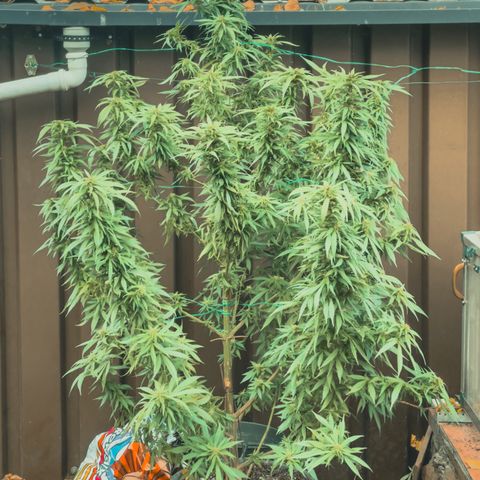 Sensi Skunk growlog timeline photo